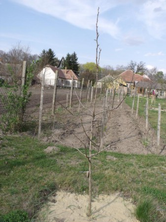 Bosc kobak körte