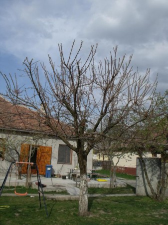 Sárgabarack