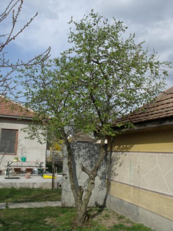 Mogyoró